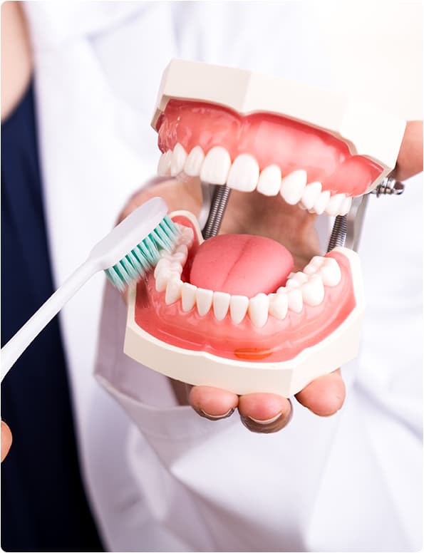 Dentista segurando modelo de arcada dentária